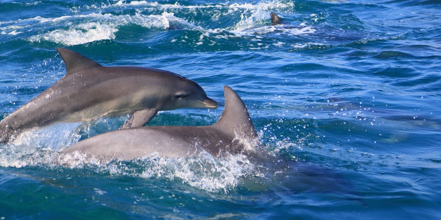 🐬 야생 돌고래 해상공원(이루카 마린 월드) 이미지 6